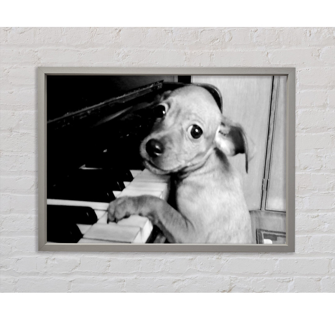 Piano Pup Gerahmter Druck