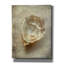 «Vintage Shell» par Svetlana Aleynikova, art mural sur toile-1541317525