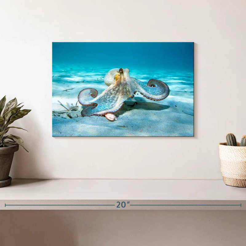 Crowle Rooping Octopus, H 8 po x l 12 po