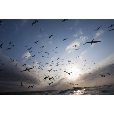 Hailes Gannets by Paulbcowell - Wrapped Canvas Print