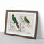 Parrots by Oliver Goldsmith - Framed Print-55578368-55578370