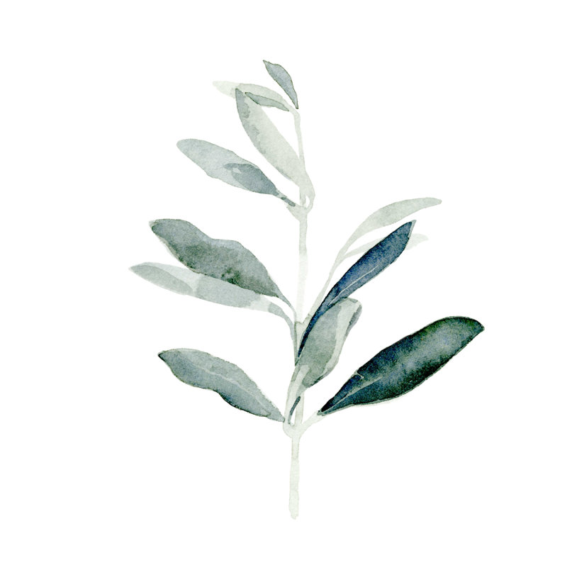 " Summer Olive Branch I " by Emma Caroline, 12" H x 12" W x 1.25" D