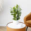 Artificial Plant