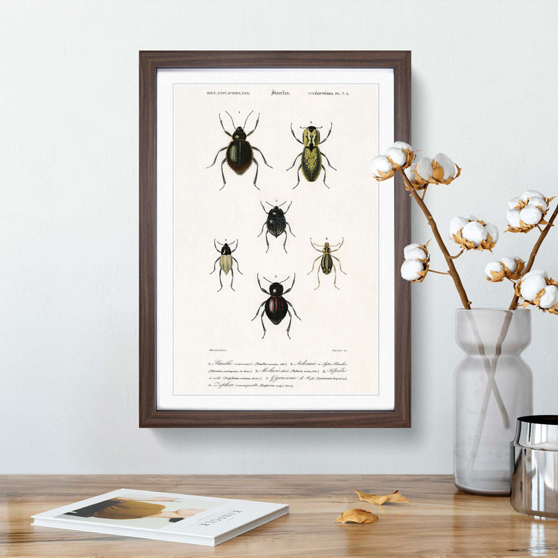 Beetle Illustrations PL.7a by Charles D'Orbigny - Single Picture Frame Print, 33cm H x 24cm W x 2cm D, Walnut Framed
