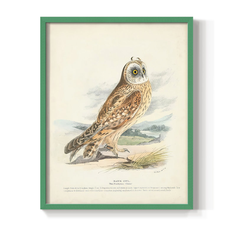 Hawk Owl Framed Print - Solid Wood, Green, 30" H x 24" W