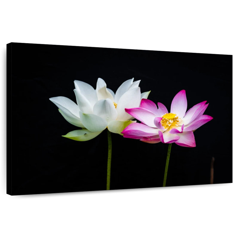 Fleurs de lotus roses et blanches Harnek, H 8 po x l 12 po