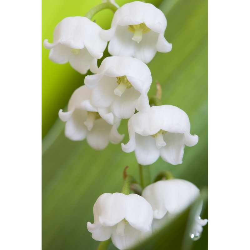 Hurel fleurissant muguet de Susandaniels, L 20 po x H 30 po