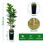 Plant-1111684099-1111684096