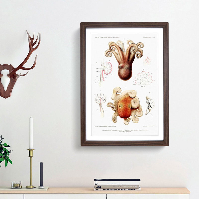 Octopus Illustrations by Albert I - Framed Print, 36cm H x 27cm W x 2cm D, Walnut Framed