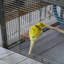 Small Animal Cage