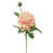 Rose est en rupture de stock