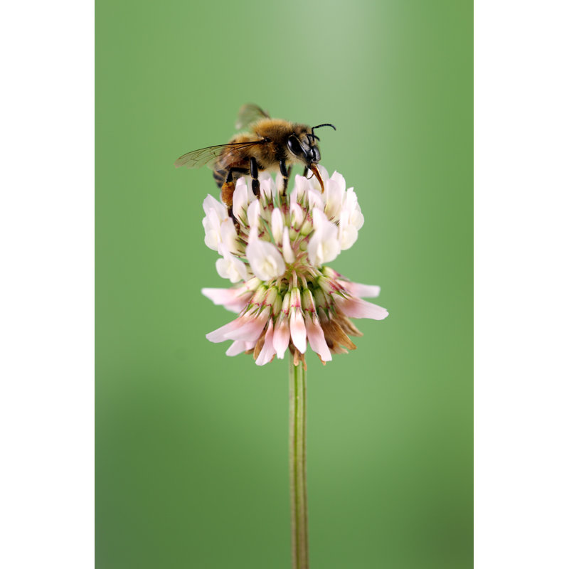 Honey Bee - Wrapped Canvas Print, 122cm H x 81cm W x 3.8cm D