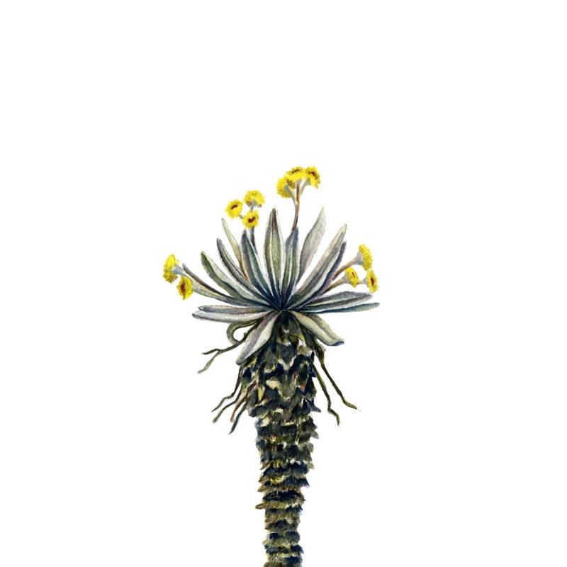 Frailejon, Paramo del Sol
