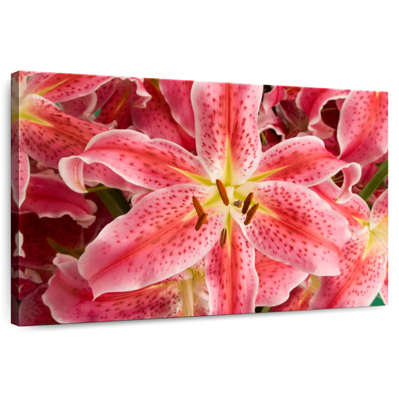 Fleurs de lys Harnek Stargazer, H 16 po x l 24 po