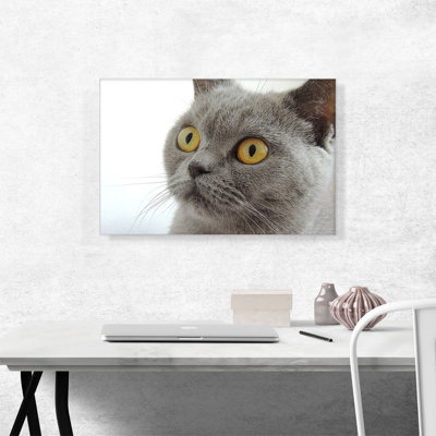 «Grey Cat Home Decor», reproduction de photo sur toile tendue
