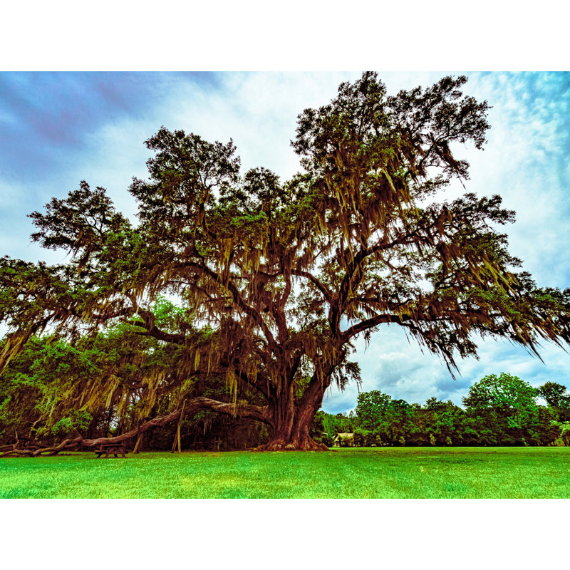 Largest Oak Tree In Gainesville, Florida Print by Brian Mc Clean, Black Single Picture Framed Paper, 24" H x 30" W
