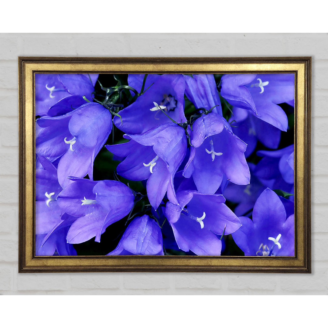 Purple Bluebells - Einzelne Bilderrahmen Kunstdrucke