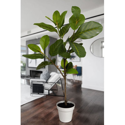 Alpine Ficus