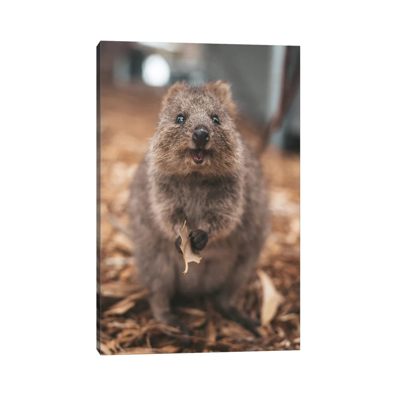 «Quokka with Leaf» par James Vodicka - photographie sur toile tendue, H 40 po x l 26 po x P 1,5 po