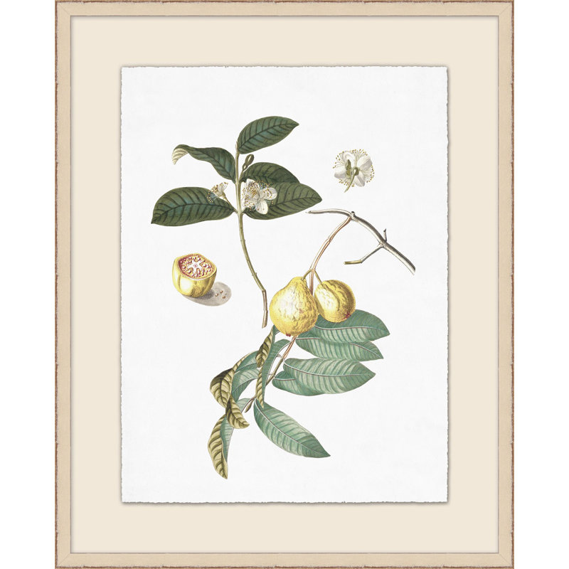 Flowering Fruit Illustration Print by Lillian August