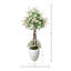 Stephanotis Tree in Fiberstone Pot