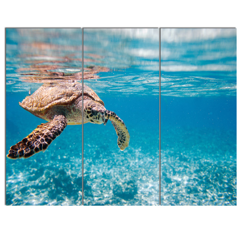 «Large Hawksbill Sea Turtle», ensemble de 3 reproductions de photos sur métal