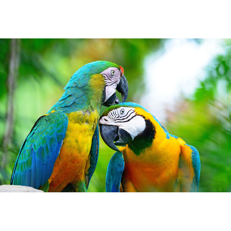Harlequin Macaw - photographie sur toile tendue, L 30 po x H 20 po
