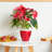 2-Pack Smart Self-Watering Planter Pot For Indoor And Outdoor - Round Cone-1018575365
