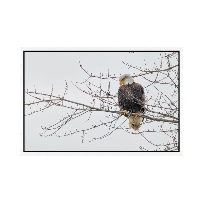 Eagle Perch II 1 Piece Wall Art on Canvas, 66.04 cm H x 45.72 cm W, White Framed