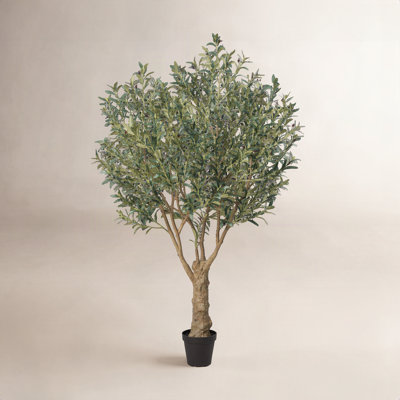 Aldis Olive Tree in Pot