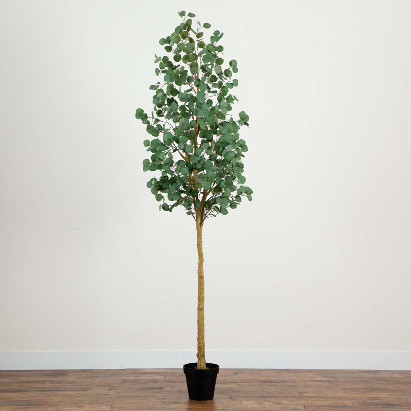 96 plantes