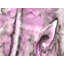 Purple Print On Canvas-98693992