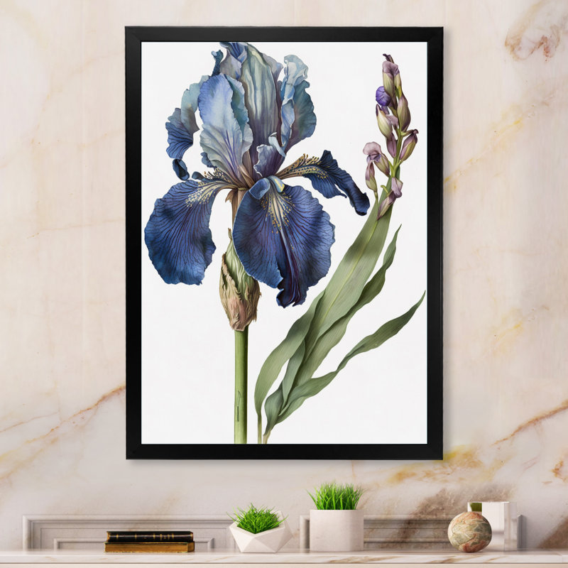 Iris bleu, illustration botanique sur toile, H 40 po x l 30 po x P 1,5 po, Cadre simple noir