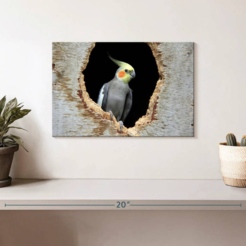 Cockatiel Brampt dans un trou, H 8 po x l 12 po