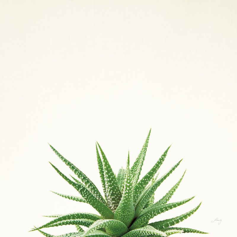 Succulent Simplicity I Neutral by Felicity Bradley - Wrapped Canvas Print, 91cm H x 91cm W x 3.8cm D