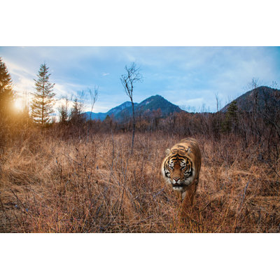 Lecresha Tiger Walks In Grass - Wrapped Canvas Print