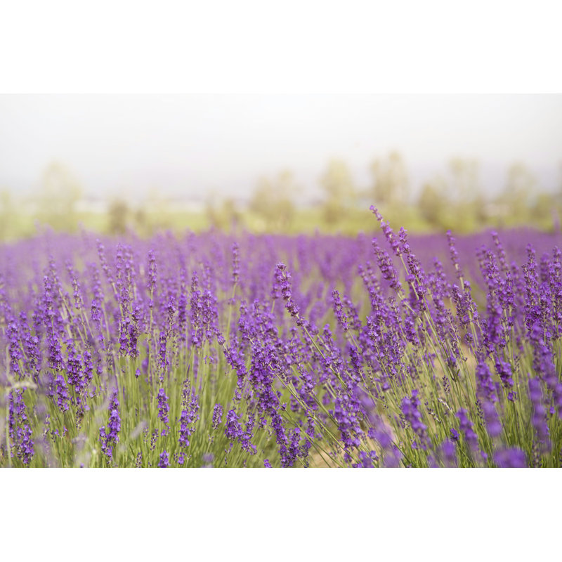 Flower Field par - Photographie de toile tendue, H 8 po x l 12 po