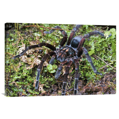 " Tarantula Male "