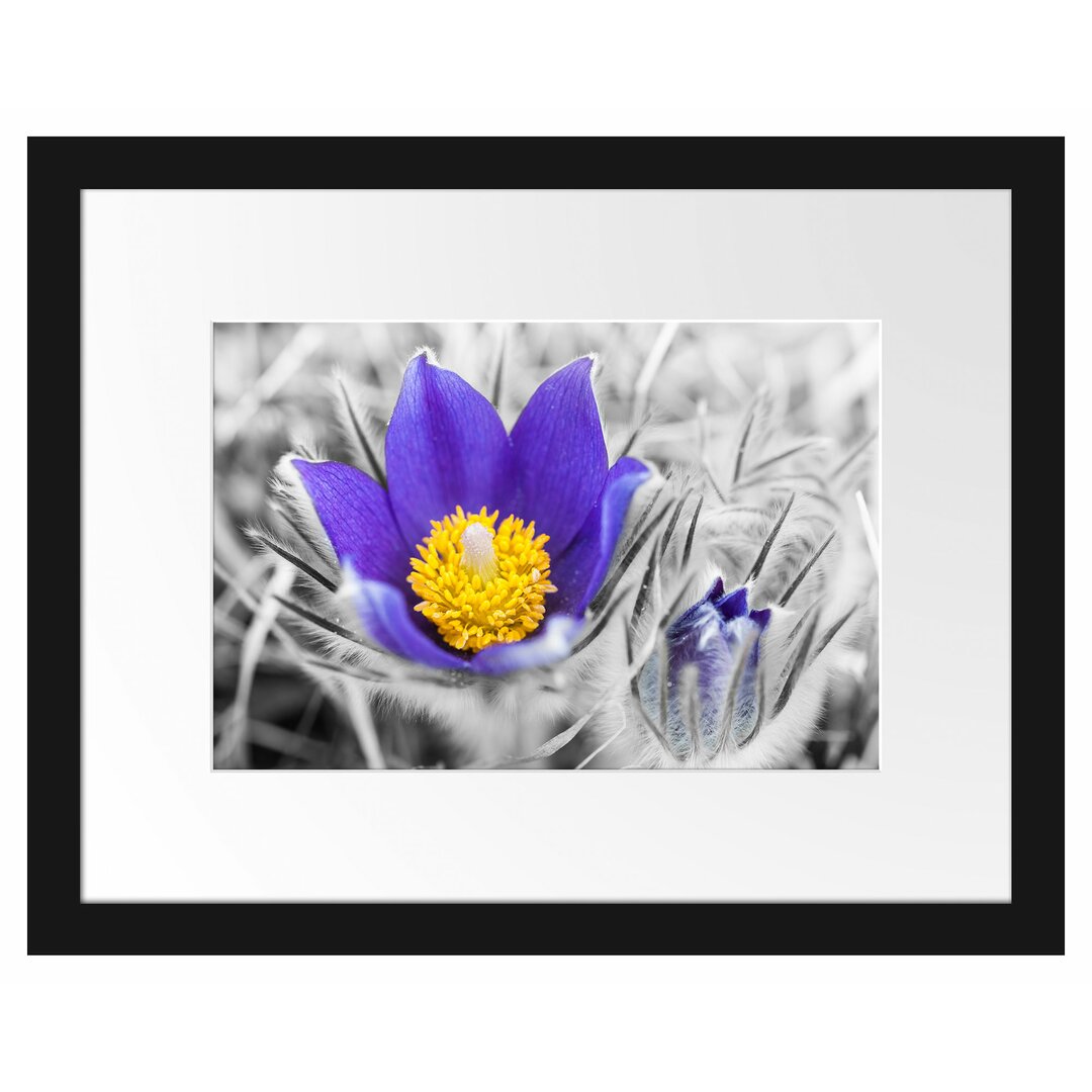 Gerahmter Grafikdruck Crocuses in Bloom