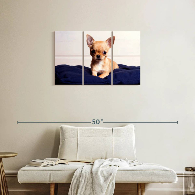 Teacup Chihuahua, 20" H x 33" W