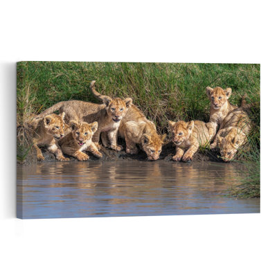 Curious Lion Cubs Contemporary Cat Lion Nature Wildlife Wall Art Print by Jeffrey C. Sink - 1 Piece Wrapped Canvas Wall Art