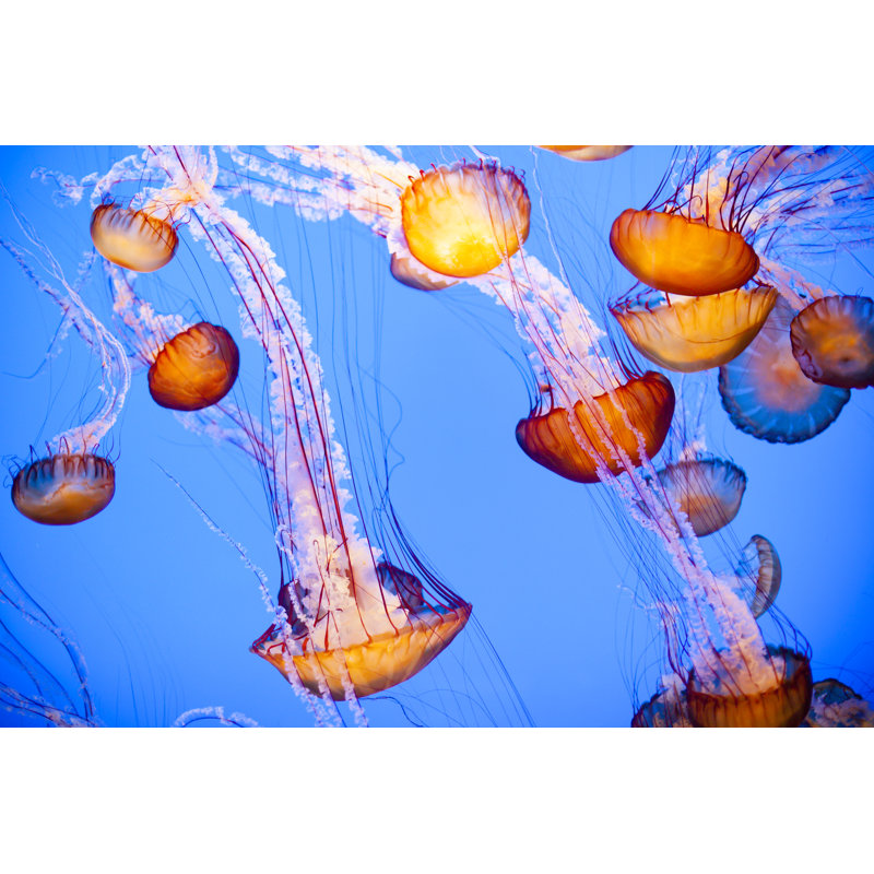 Jellyfish Floating In Water by Adamkaz - Wrapped Canvas Print, 20cm H x 30cm W x 3.8cm D