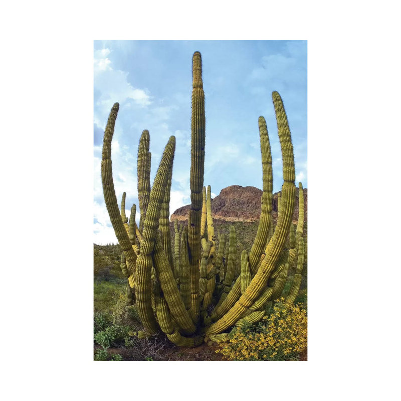 Organ Pipe Cactus, Organ Pipe Cactus National Monument, Sonoran Desert, Arizona I by Tim Fitzharris - Wrapped Canvas Print