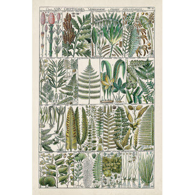 " Fern Chart " by Vision Studio