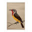  Tapis rouge lavable laveur d'oiseaux-434727999