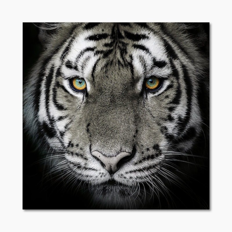 Impression monochrome sur toile, Portrait monochrome d'un tigre blanc IV, H 36 po x l 36 po x P 1 po, Toile tendue
