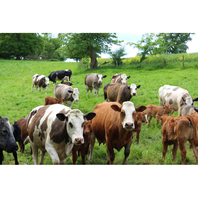 Mixed Cows And Young Calves by Mtreasure - Wrapped Canvas Print, 61cm H x 91cm W x 3.8cm D