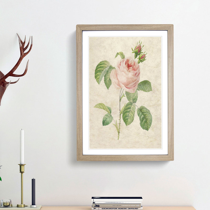 Shrub Rose in Pink by Pierre-Joseph Redoute - Picture Frame Painting Print, 36cm H x 27cm W x 2cm D, Oak Framed