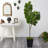 Faux Fiddle Leaf Fig Tree-387581399-387581398