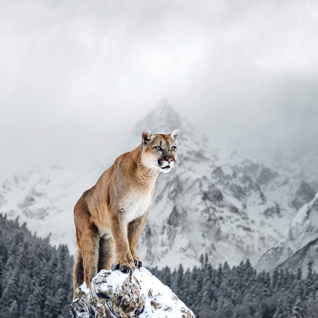 Leinwandbild Portrait eines Pumas, Berglöwen, Pumas, Panthers, der auf einem umgestürzten Baum posiert, Wintergebirge vo...